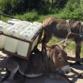 Cart collapsed on donkey
